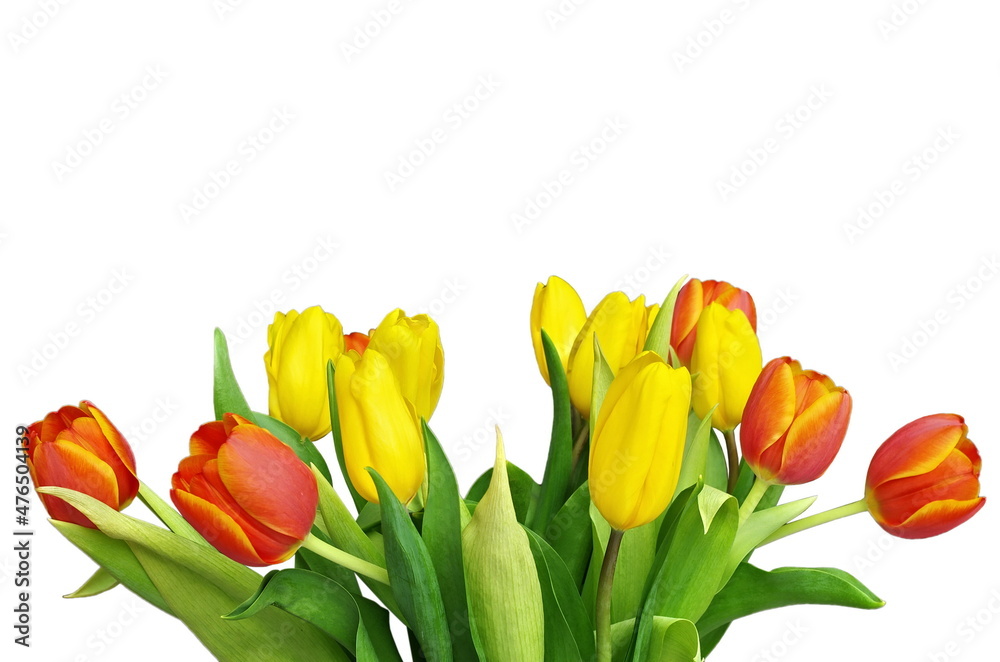 Colorful tulips isolated on white background. Spring flower background with blooming tulips, mockup template with copy space, backdrop for seasonal greeting card celebration. Mother's Day. 