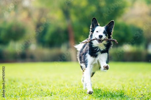 Photo with selective focus on a dog running with a stick in the mouth in a park