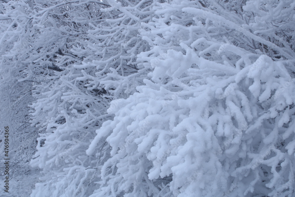 Fluffy snow covered branches of bushes Fluffy snow covered branches of bushes