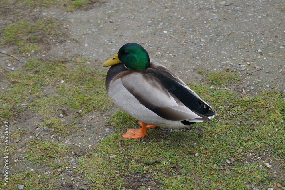 A duck standing near a lake A duck standing near a lake