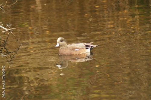 A duck floating in the water
