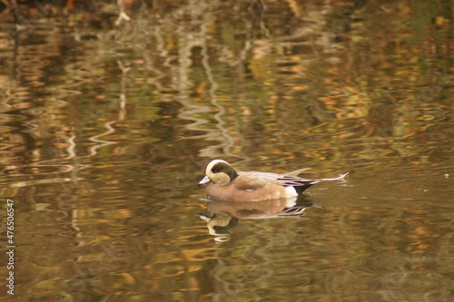 Duck in a calm lake