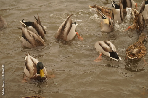 Diving ducks looking for food