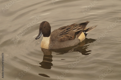 Duck floating on a calm lake