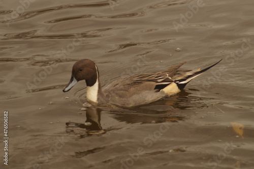 A duck swimming in a lake