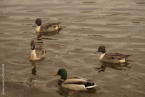 A group of ducks on water