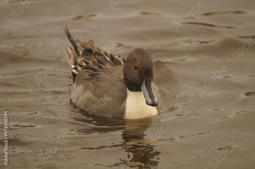 A duck swimming in a lake