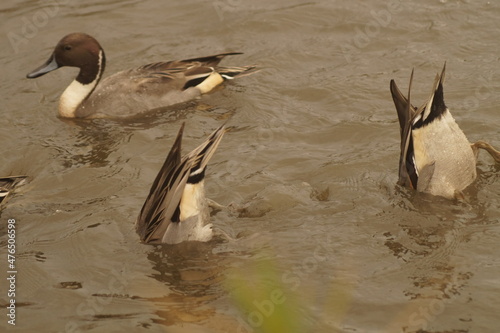 Ducks looking for food