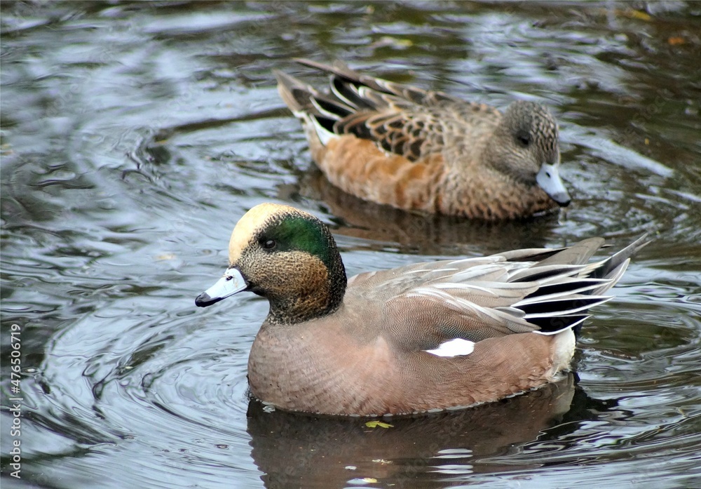 Fototapeta premium American wigeon duck in a lake