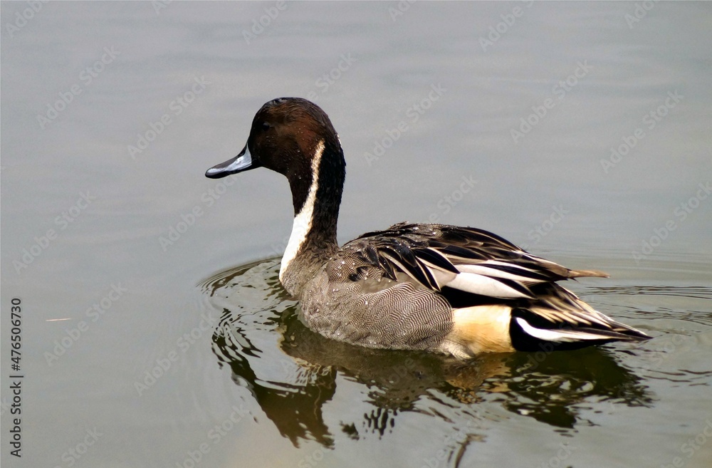 Northern pintail duck swimming
