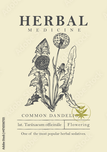 Botanical illustration of a hand-drawn common dandelion plant in retro style. Vector banner or label for green pharmacy, herbal medicine or gardening. Medicinal herbs collection.