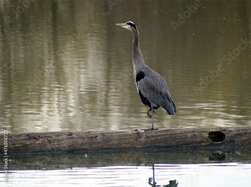Great blue heron on a log