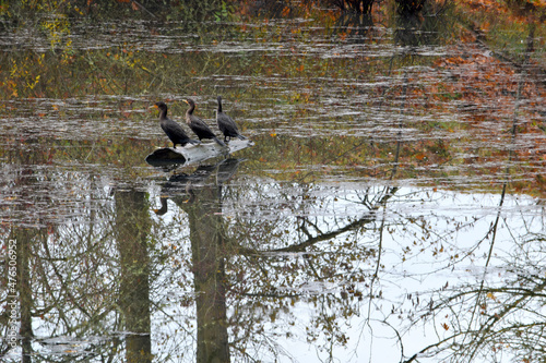 Three Cormorants 02