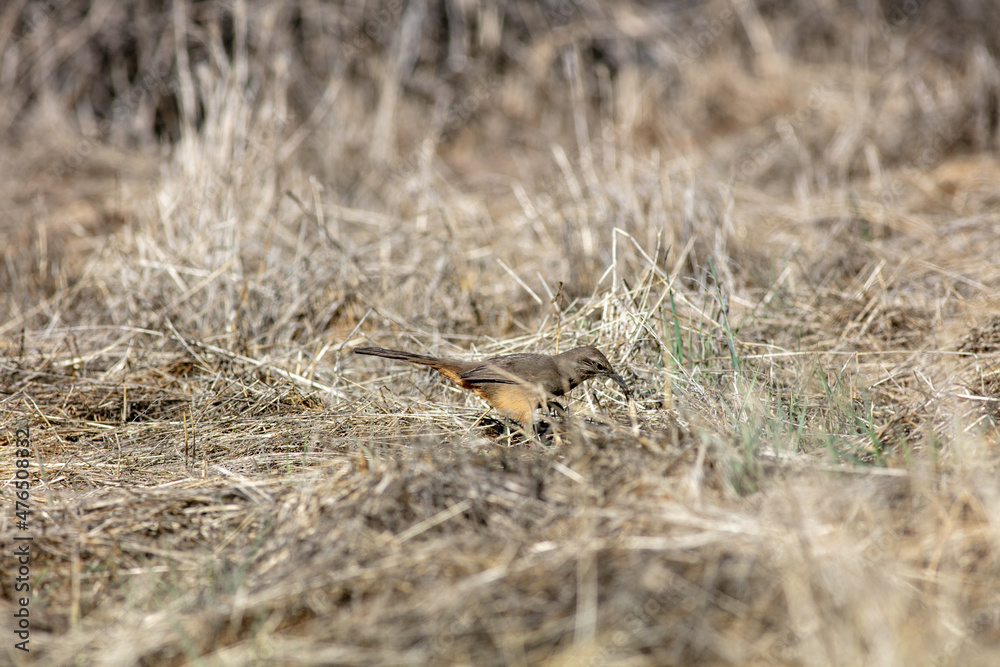 A Brown Thrasher Bird with a Curved Beak Feeding and Foraging in the Dry Grass A Brown Thrasher Bird with a Curved Beak Feeding and Foraging in the Dry Grass