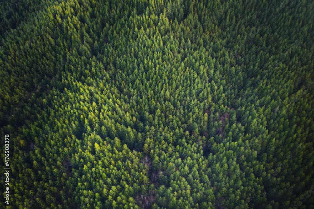 Green background Douglas Fir Trees in Oregon, aerial view.