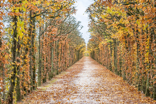 Garden allee in autumn