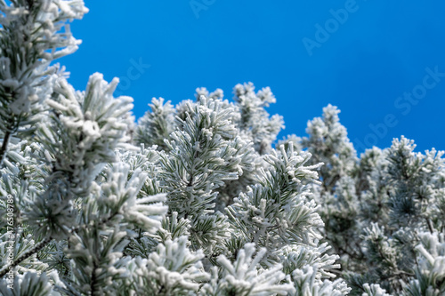 Mit Reif überzogene Kiefernnadeln bei blauen Himmel im Winter
