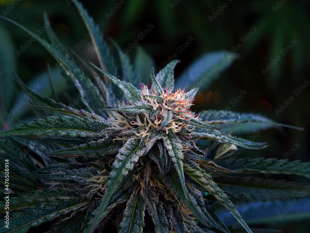 Outdoor Sungrown Full Spectrum Cannabis Marijuana Flower Plant Bud Colorful Marshmello OG Outdoor Sungrown Full Spectrum Cannabis Marijuana Flower Plant Bud Colorful Marshmello OG
