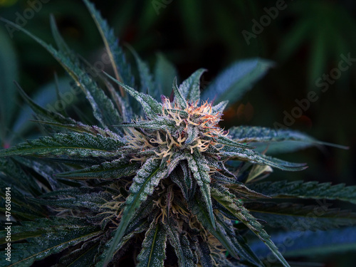 Outdoor Sungrown Full Spectrum Cannabis Marijuana Flower Plant Bud Colorful Marshmello OG photo