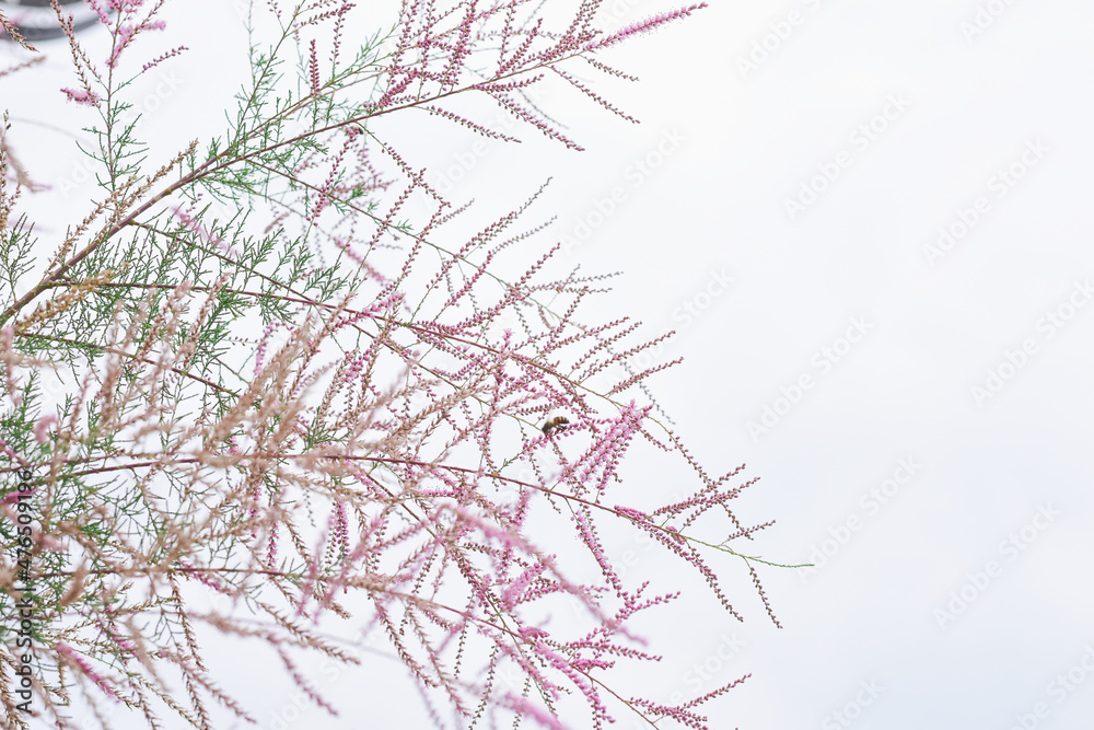 Obraz premium Tamarix or tamarisk or Salt cedar. Green plant with pink flowers.