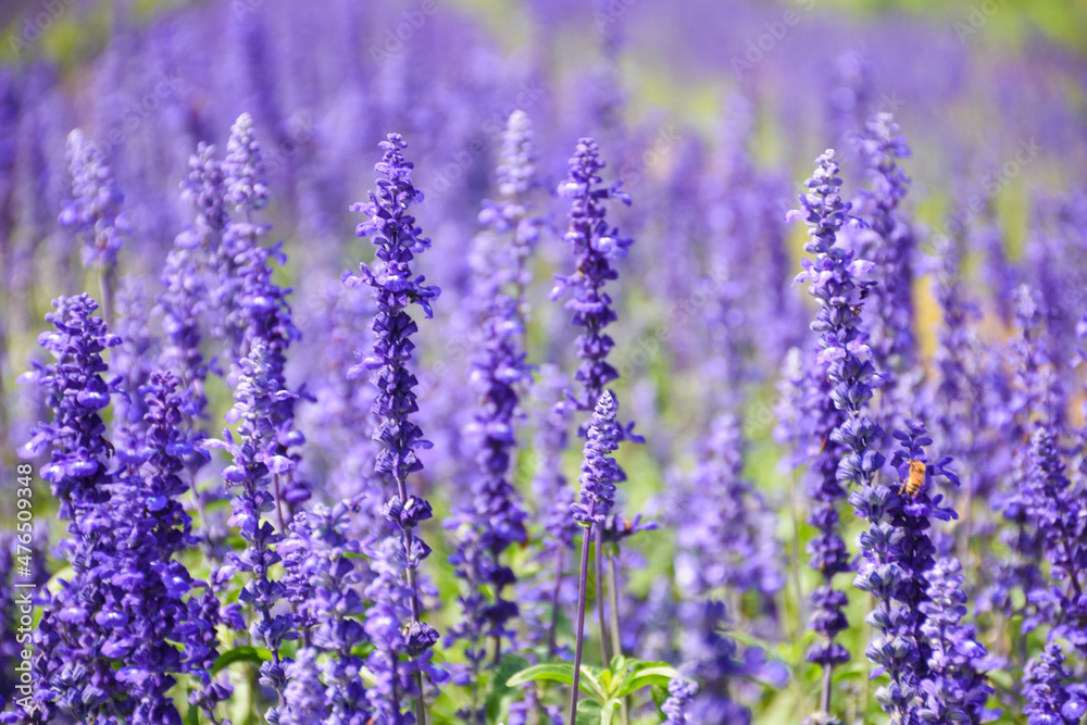 Naklejka premium lavender flowers in region