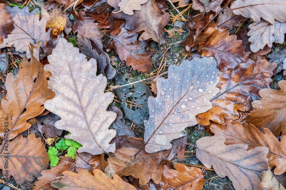 Fototapeta premium Autumn leaves covered by raindrops on pebbly ground