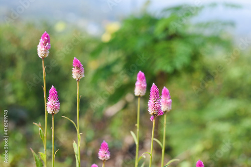 pink flowers in the garden