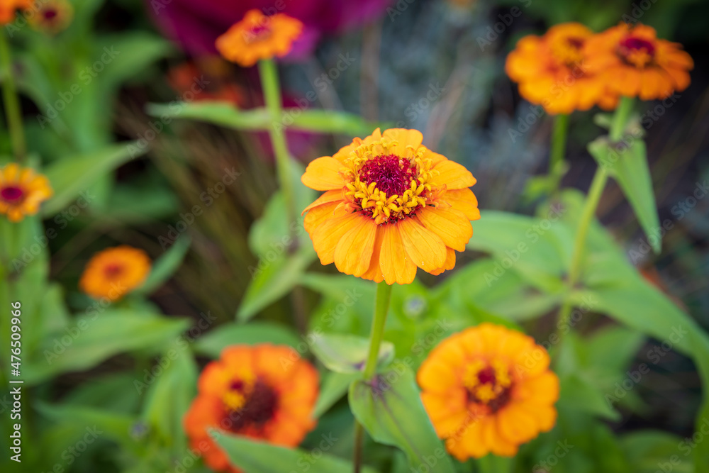 Symmetrical group of five orange Zinnia elegans Symmetrical group of five orange Zinnia elegans