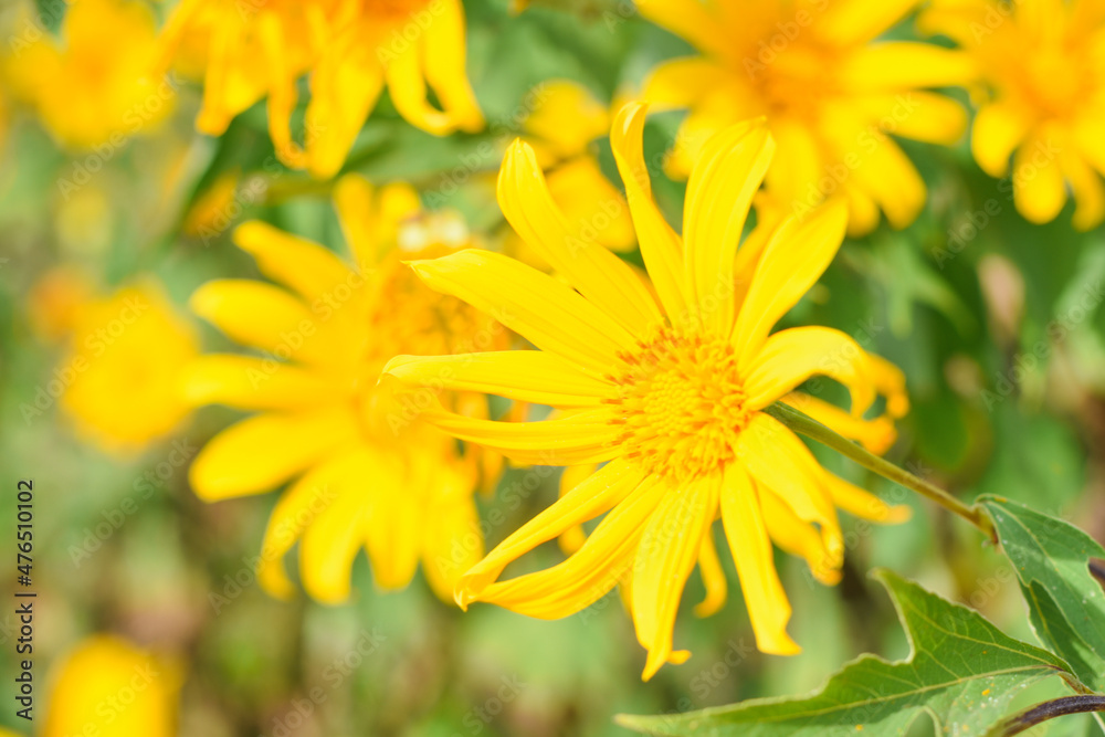 Tithonia Diversifolia also known as Marigold Tree nature background Tithonia Diversifolia also known as Marigold Tree nature background
