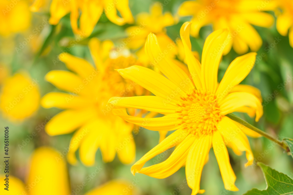 Tithonia Diversifolia also known as Marigold Tree nature background