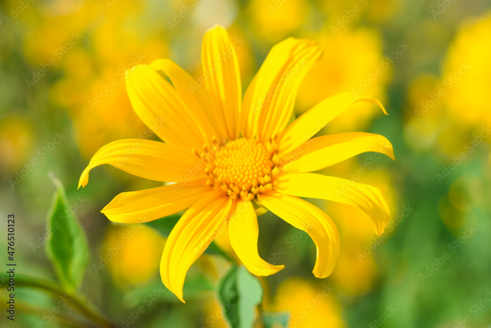 Tithonia Diversifolia also known as Marigold Tree nature background Tithonia Diversifolia also known as Marigold Tree nature background