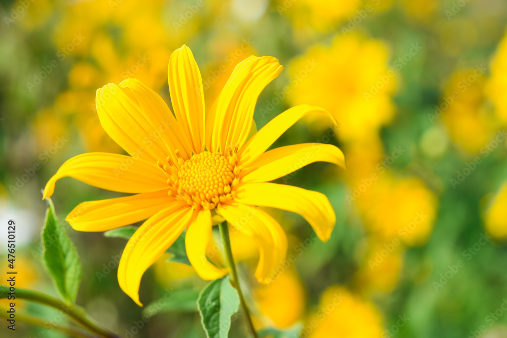 Obraz premium Tithonia Diversifolia also known as Marigold Tree nature background