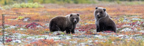 bear cubs in autumn setting - alaska 