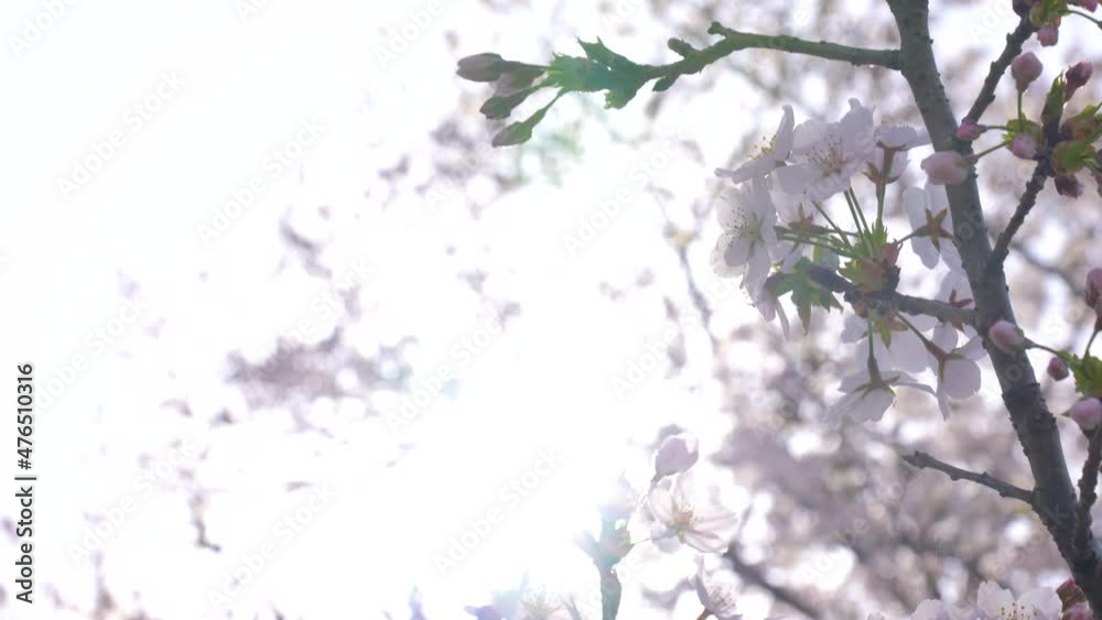 This is a tilt-down video of cherry blossoms in full bloom with backlighting. This is a tilt-down video of cherry blossoms in full bloom with backlighting.