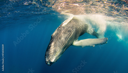 humpback calf diving