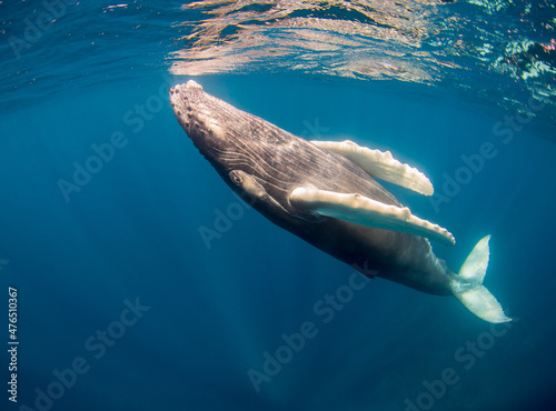 Fényképezés humpback calf in Dominican republic