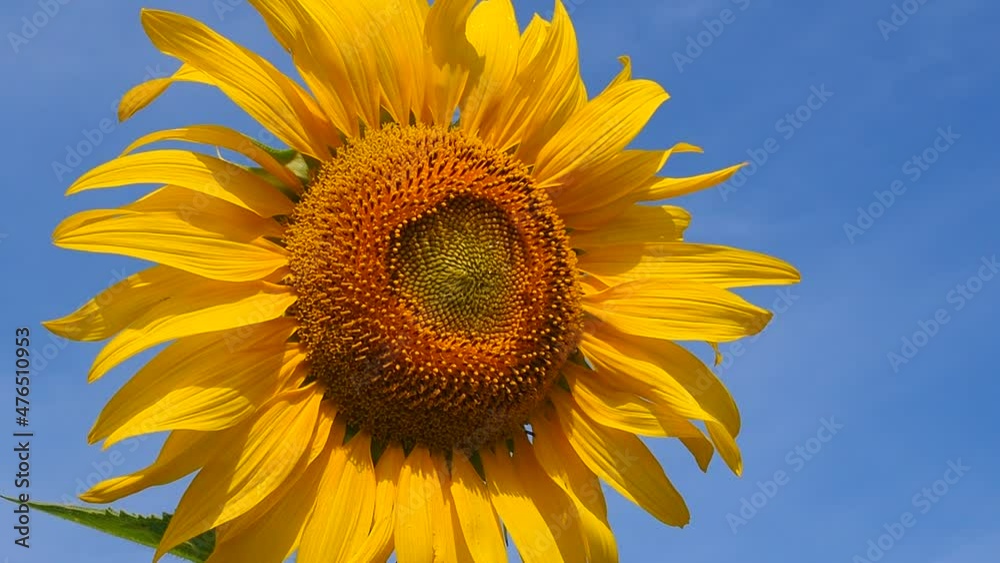 Sunflower in with blue bright sky background. Sunflower in with blue bright sky background.