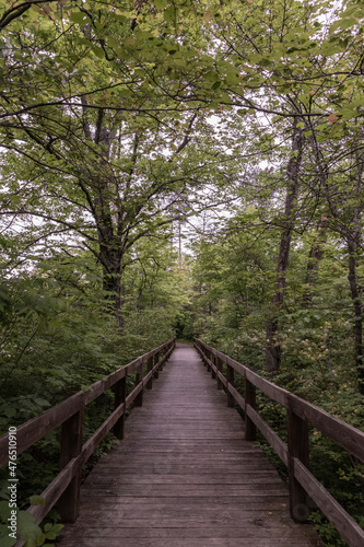 wooden boardwalk in the forest