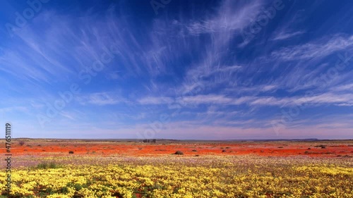Super bloom, Wild flower carpet, Namaqualand, Northern Cape, South Africa,  photo