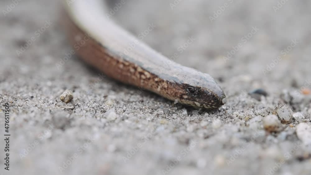 Close up of slow-worm or blindworm lizard crawling on the sand