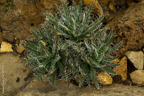 Agave parviflora, succulent perennial flowering plant. photo