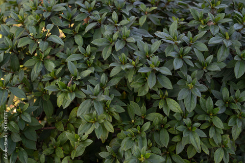 Leaves background. Closeup view of Rhododendron, also known as Azalea, green leaves texture and pattern. © Gonzalo