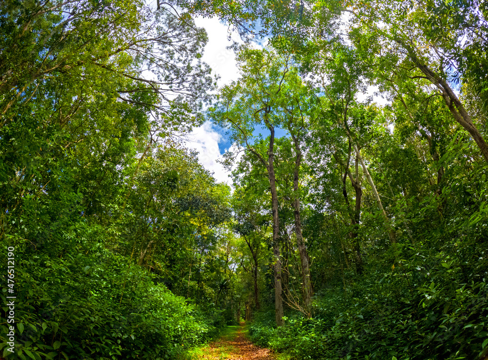 Fototapeta premium View of a forest found at Powder Mills Nature Walk which is located in the north of Mauritius island
