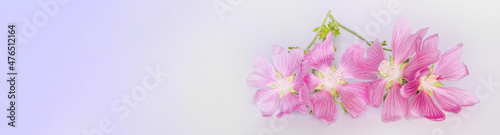 Malva alcea , greater musk-mallow, cut-leaved mallow, vervain mallow or hollyhock mallow fresh flowers collected in meadow for preparation of tincture to rub flowers isolated on white background photo