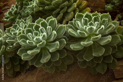The plush plant (Echeveria leucotricha, Echeveria pulvinata).