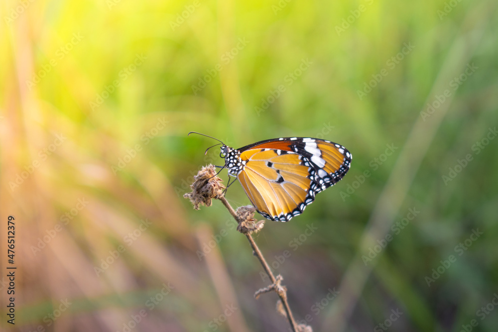 A beautiful butterfly perched on the grass. A beautiful butterfly perched on the grass.