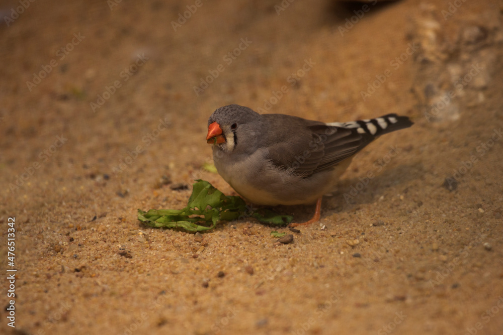 The Long-tailed Finch (Poephila acuticauda). The Long-tailed Finch (Poephila acuticauda).