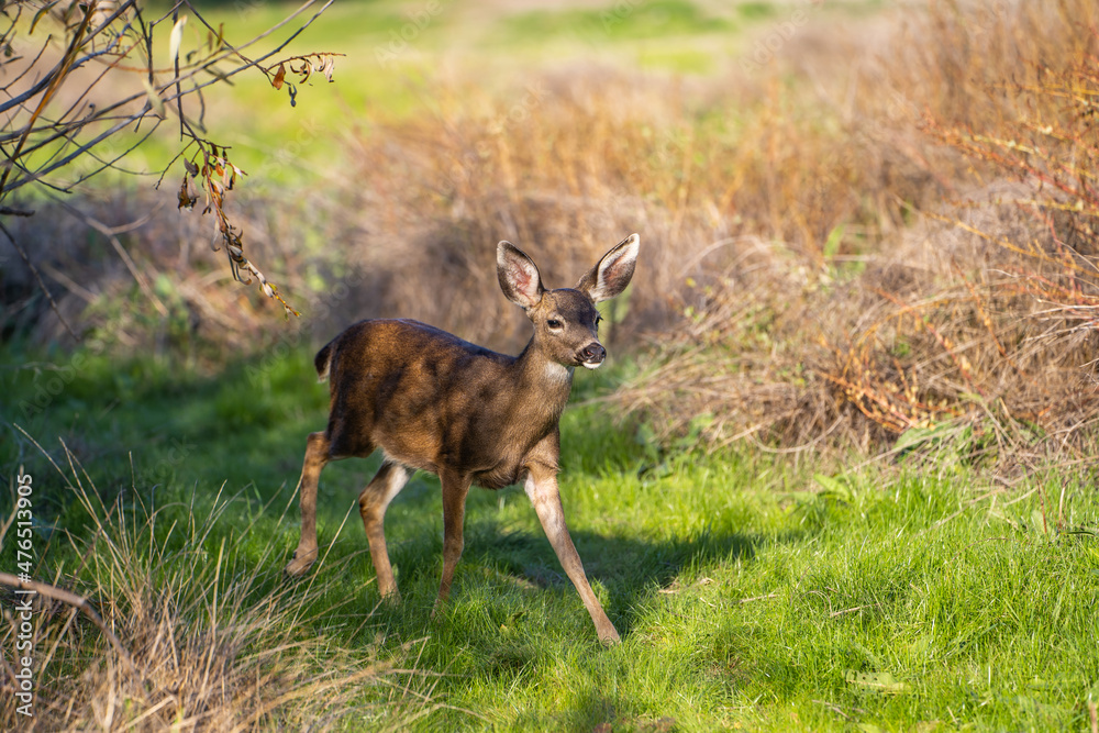 California Mule Deer (Odocoileus hemionus californicus) walking in the field. Beautiful deer in its natural habitat. California Mule Deer (Odocoileus hemionus californicus) walking in the field. Beautiful deer in its natural habitat.