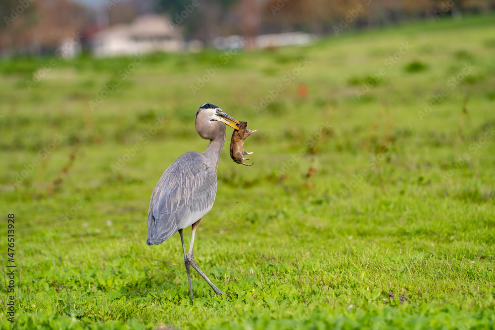 Fototapeta premium Great blue heron (Ardea cinerea) caught a gopher. Wildlife photography. 