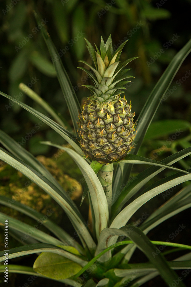 The Pineapple (Ananas comosus) in the botanical garden . The Pineapple (Ananas comosus) in the botanical garden .